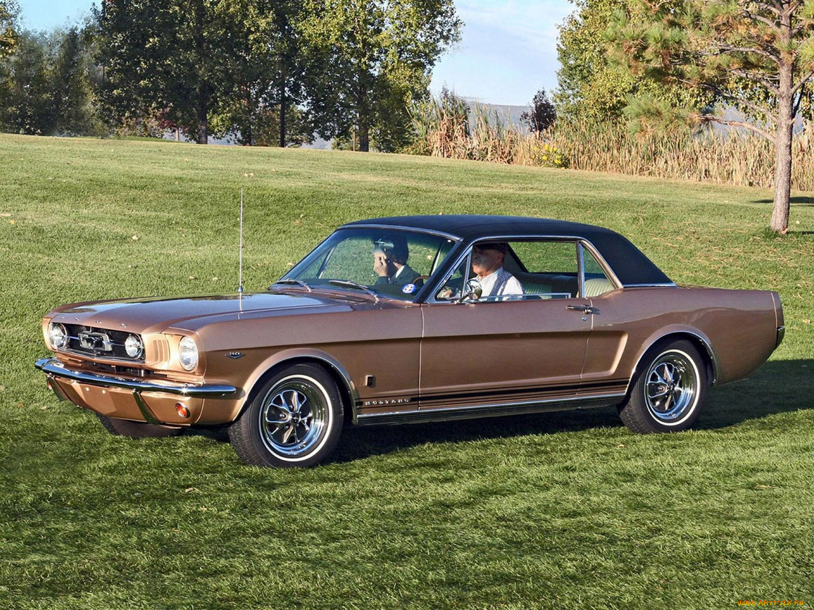 , mustang